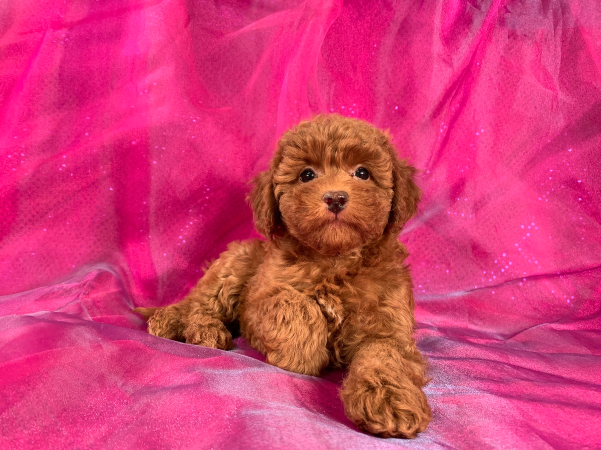 Dark Red Bichon Poodle Puppy For Sale, Female, DOB 1-22-2020 $1200